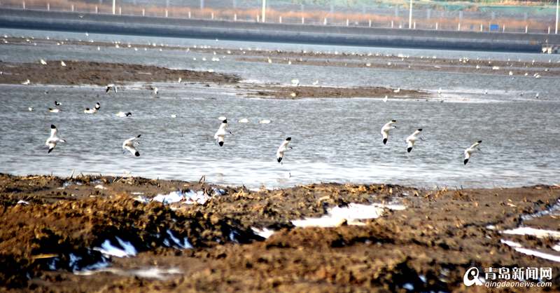 【视频】气温回升海冰消融 胶州湾候鸟尽享冬日暖阳  第1张