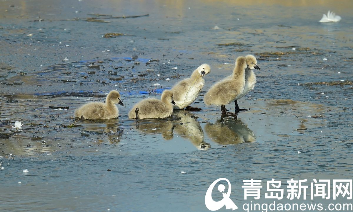 黑天鹅夫妇孵化出5只宝宝 唐岛湾湿地公园再次爆红  第6张