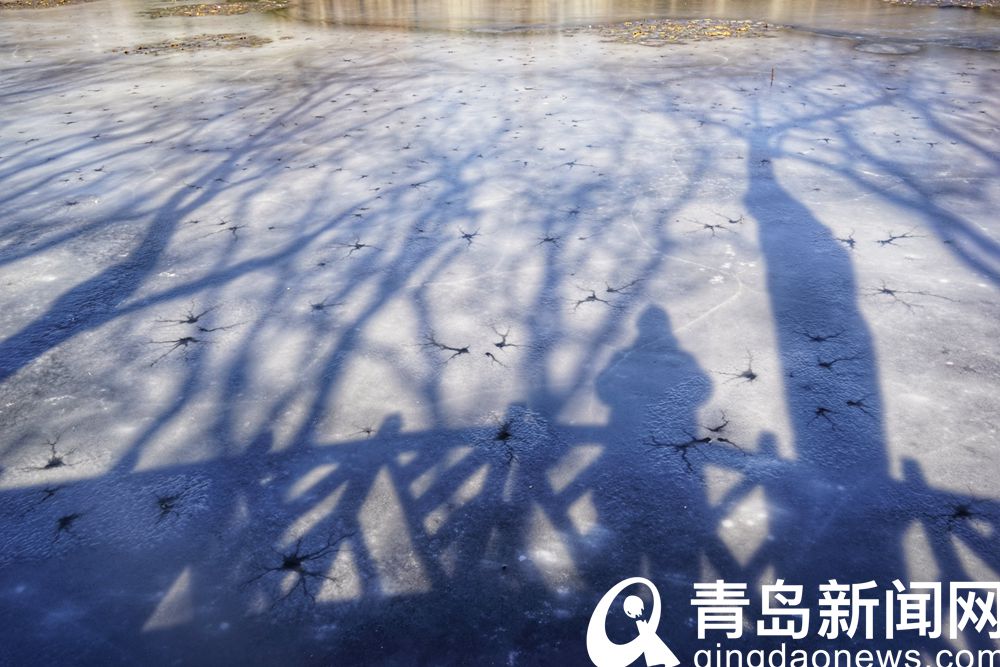 青岛中山公园大小景观湖结冰 冬之韵味跃然冰上  第5张