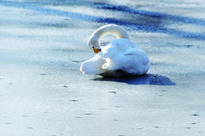 湖面被“冰封”觅食成难题 小西湖的这只落单天鹅牵动人心  第1张