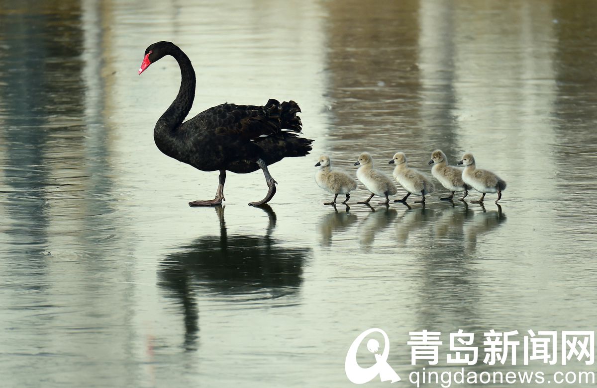 黑天鹅夫妇孵化出5只宝宝 唐岛湾湿地公园再次爆红  第3张