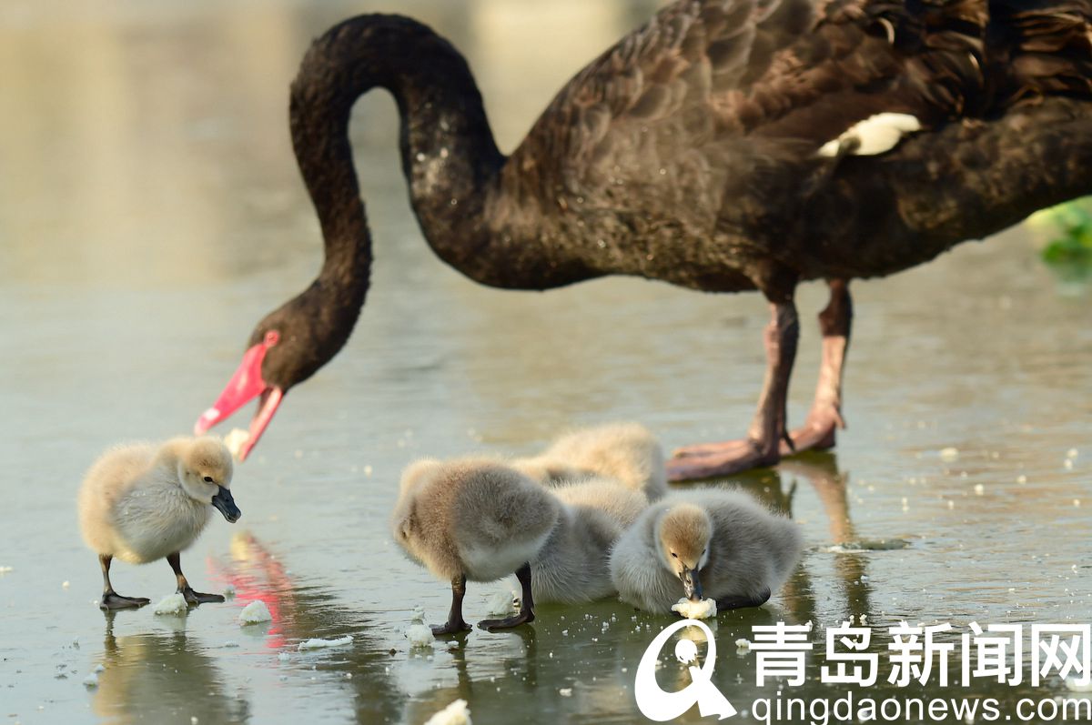 黑天鹅夫妇孵化出5只宝宝 唐岛湾湿地公园再次爆红  第5张