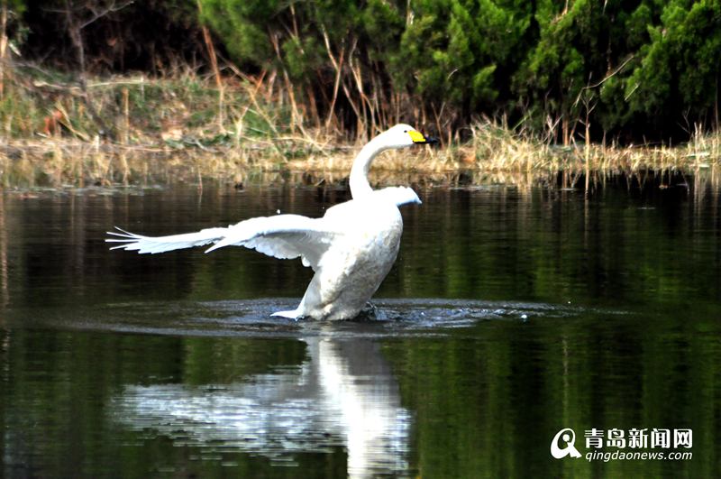 【视频】稀客！青岛中山公园飞来一只白天鹅  第1张
