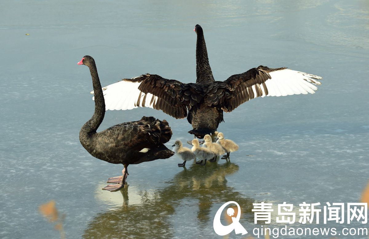 黑天鹅夫妇孵化出5只宝宝 唐岛湾湿地公园再次爆红  第2张