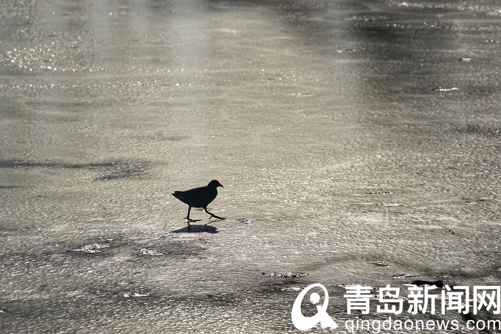 青岛中山公园大小景观湖结冰 冬之韵味跃然冰上  第6张