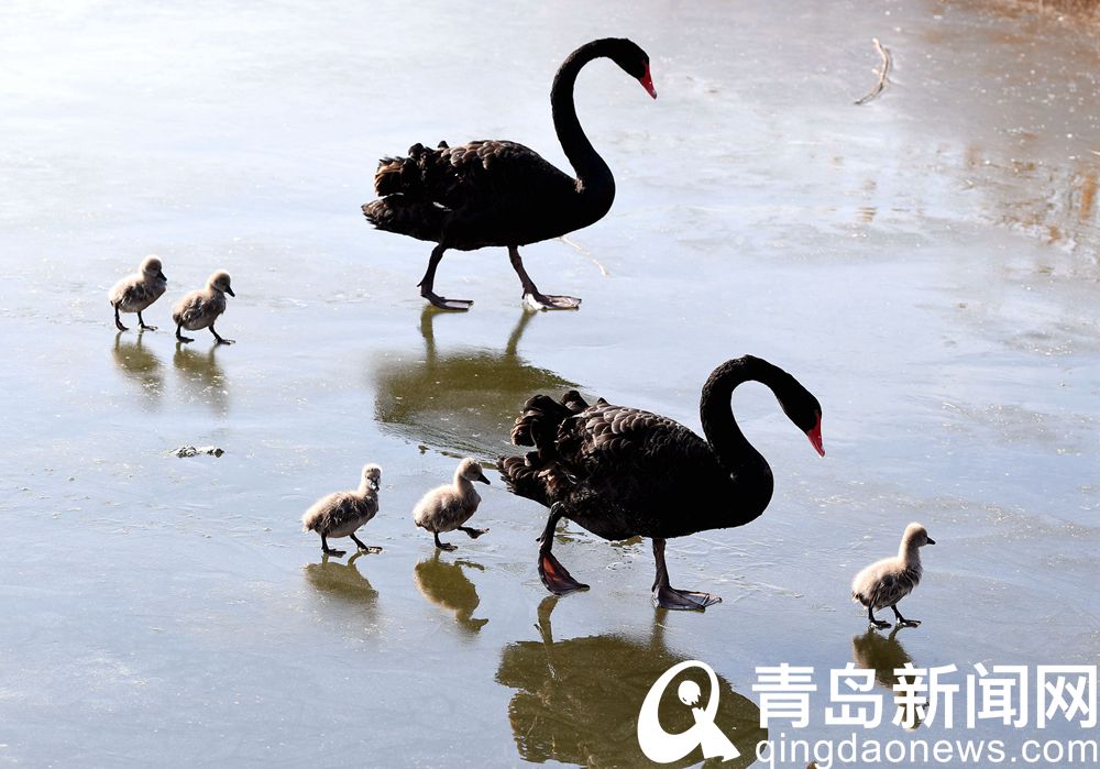 唐岛湾湿地公园黑天鹅一家 让人怎么看都看不够  第1张
