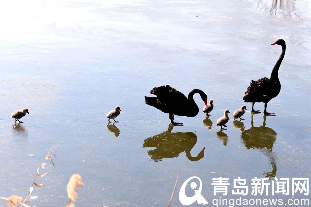 唐岛湾湿地公园黑天鹅一家 让人怎么看都看不够  第2张