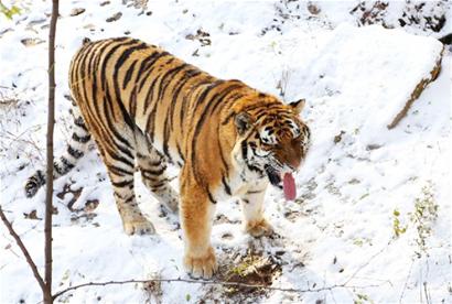 虎虎生威！40只老虎在青岛“定居”，最年长的12岁，幼虎有“奶妈”照料  第1张