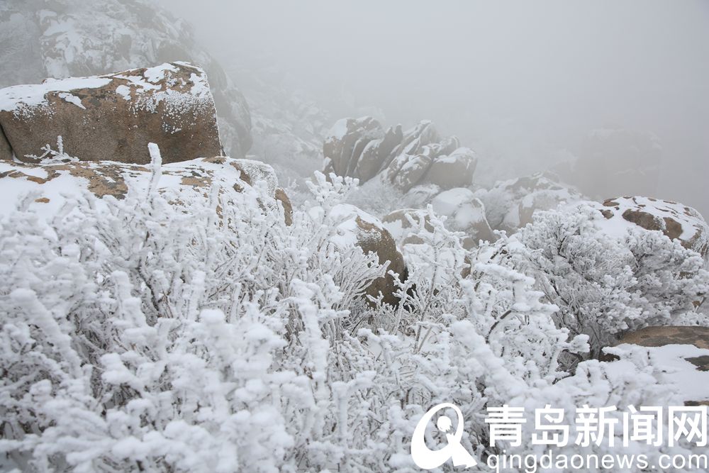 雪后崂山巨峰现雾凇美景 好似白色珊瑚令人称奇  第3张