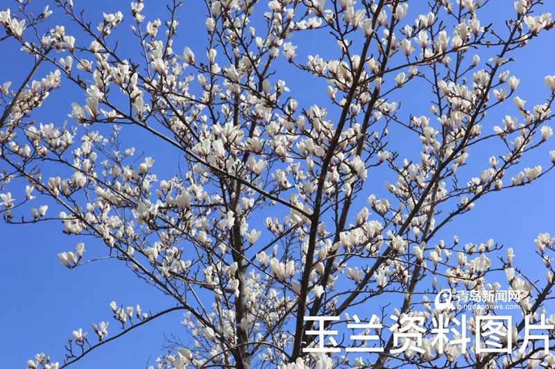 三月赏花季来啦! 官方发布青岛首批观光采摘旅游线路 速收藏  第1张
