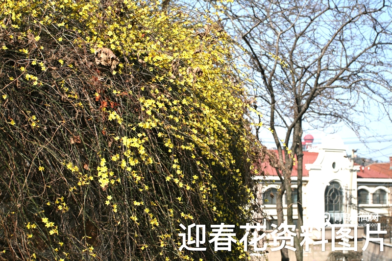 三月赏花季来啦! 官方发布青岛首批观光采摘旅游线路 速收藏  第2张