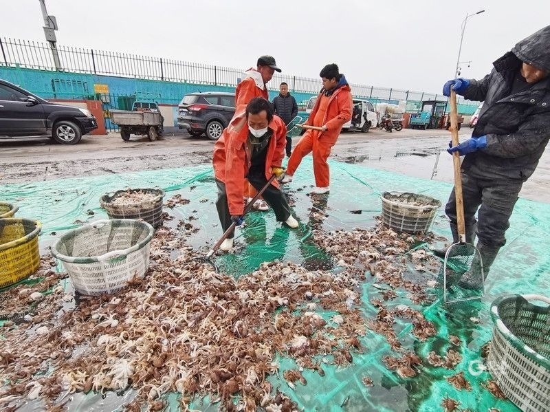 沙子口渔民每天捕回上万斤八带蛸，还没上岸就被预订一空